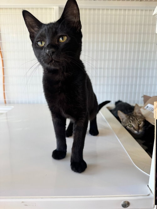 26-24 Ferris, Domestic Short Hair / Mixed