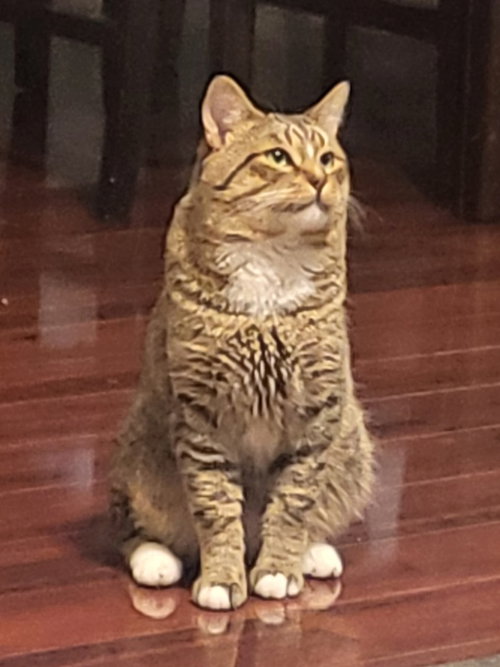 Haru, a cat for adoption from Columbia Humane Society
