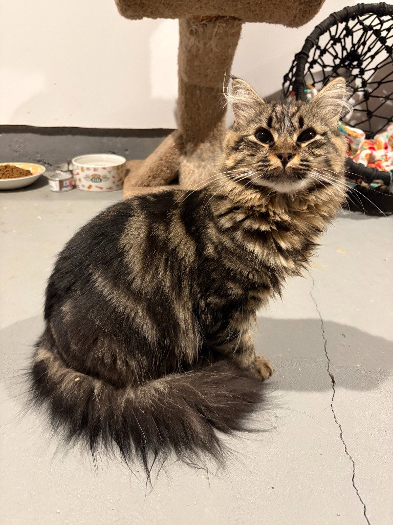 Mufasa, Domestic Long Hair
