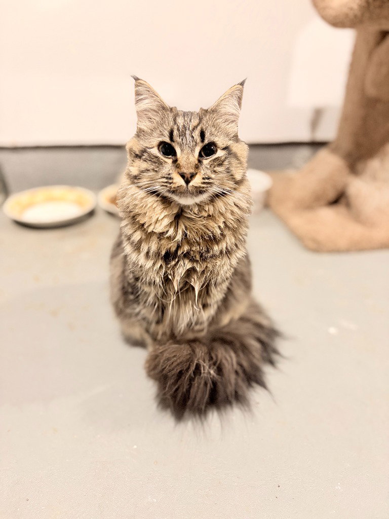 Nala, Domestic Long Hair