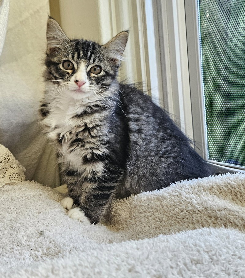 Brigitta, a female kitten up for adoption