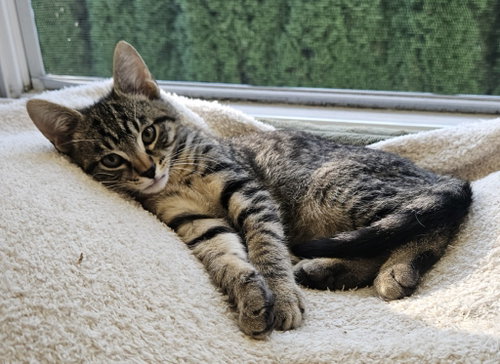 26-37 Kurt, a cat for adoption from Columbia Humane Society