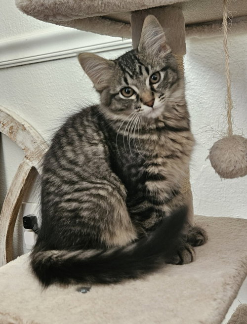 26-37 Leisl, a cat for adoption from Columbia Humane Society