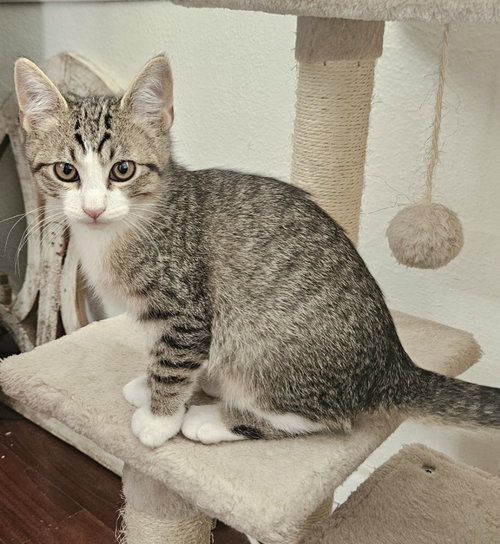 26-37 Louisa, a cat for adoption from Columbia Humane Society