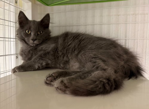 26-39 Billy, a cat for adoption from Columbia Humane Society