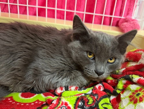 26-39 Mary, a cat for adoption from Columbia Humane Society