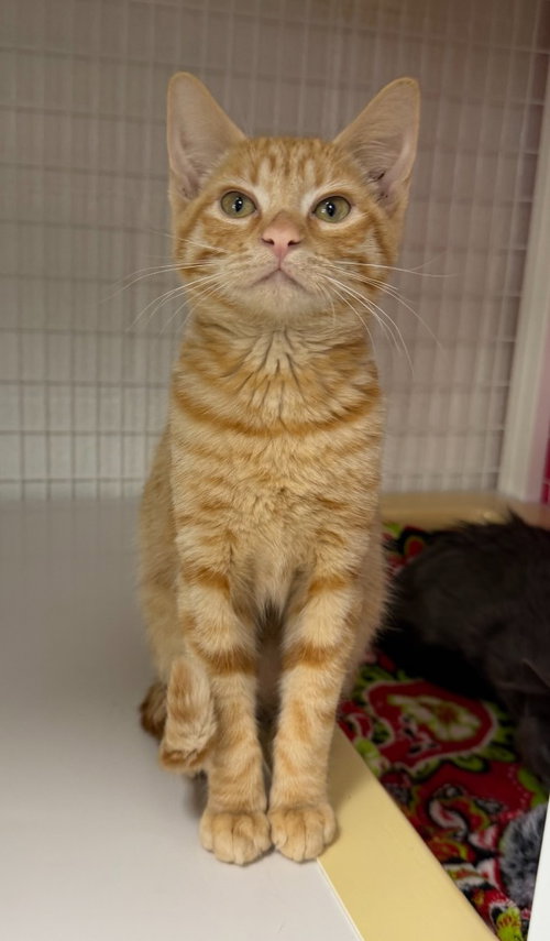 26-39 Winifred, a cat for adoption from Columbia Humane Society