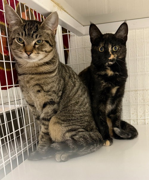 Binx, Domestic Short Hair / Mixed