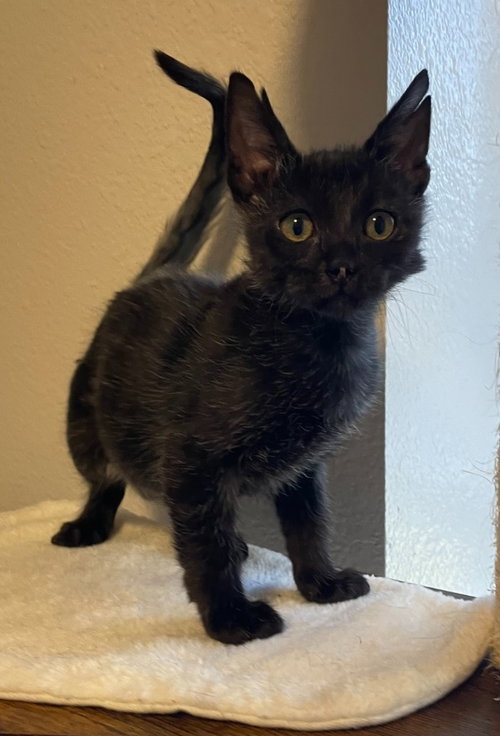 Chucky, Domestic Short Hair / Mixed