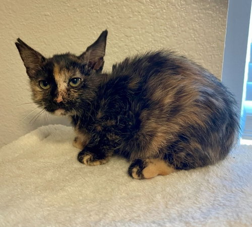 Megan, Domestic Short Hair / Mixed