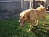 Goldie