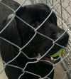 Rosco