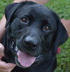 Rosco