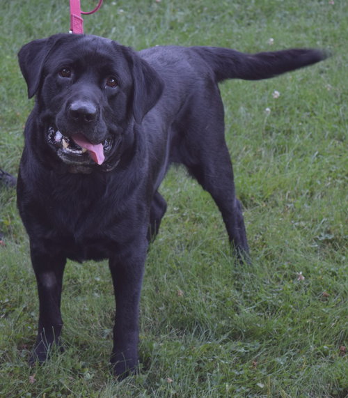 Rosco