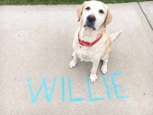 Willie