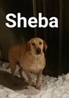 Sheba