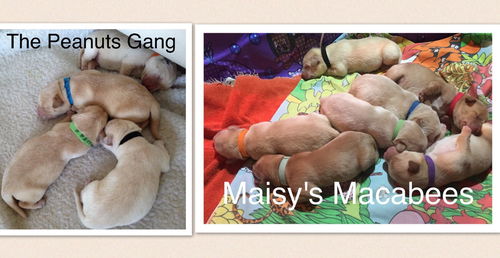 Finn: Maisy's litter