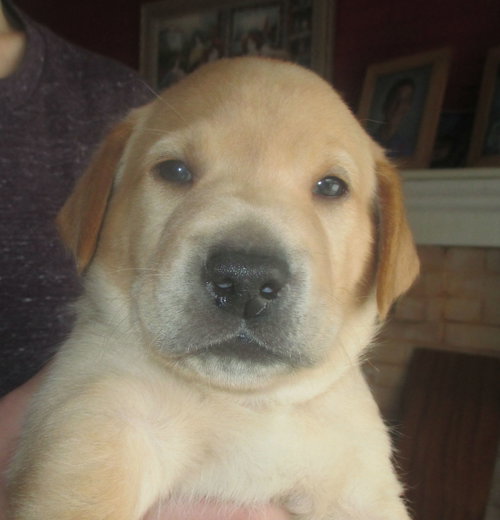Gus Gus: Maisy's Litter