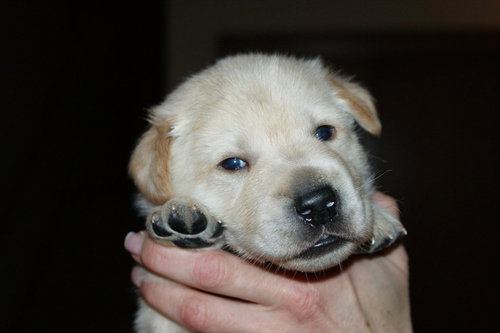Gunner: Rumi's litter