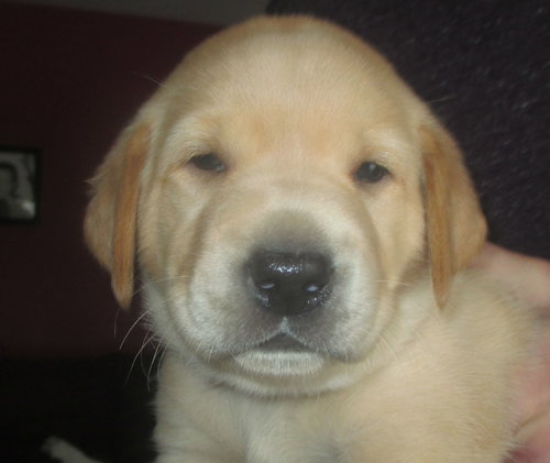 Junie: Maisy's Litter