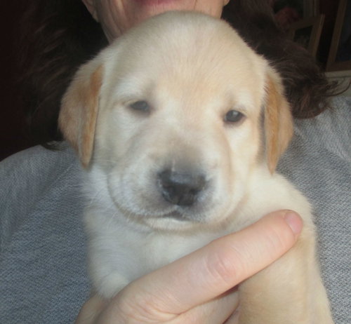 Rory: Maisy's Litter