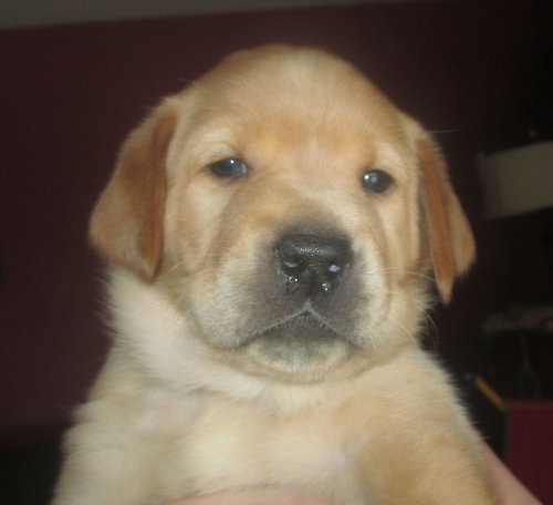 Ginny: Maisy's Litter