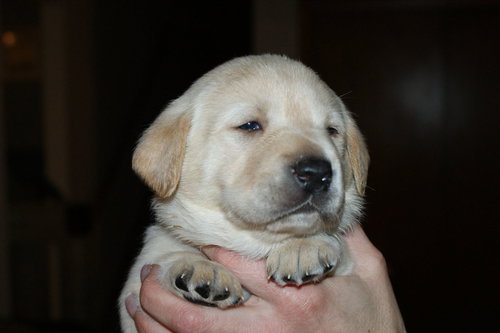 Marcie: Olivia's litter