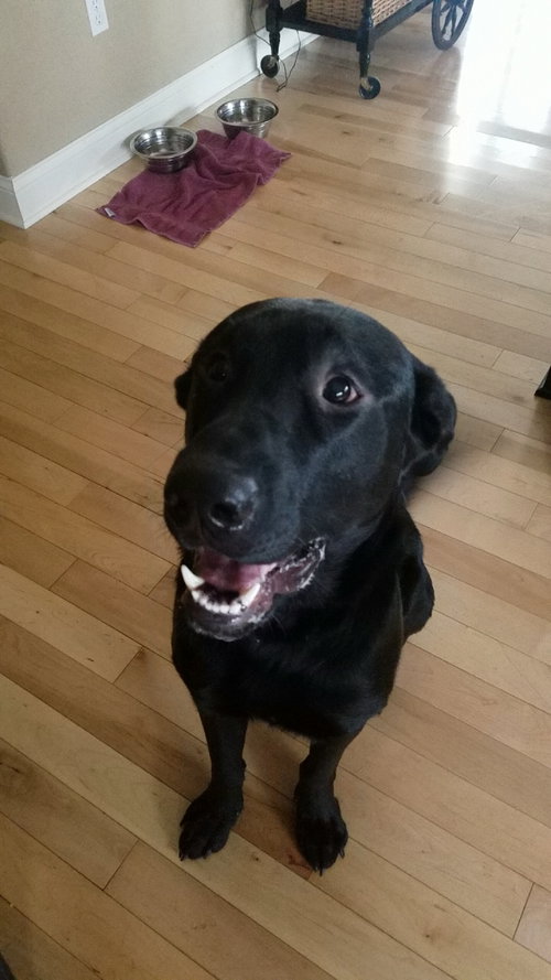 Max (black)