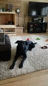 Max (black)
