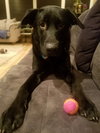 Max (black)