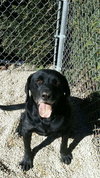 Roscoe