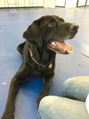Roscoe