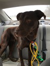 Rufus