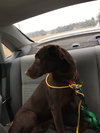 Rufus