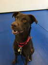 Rufus