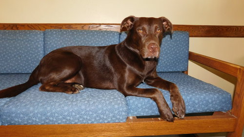 Rufus