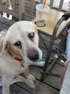 Coby