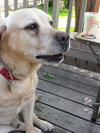 Coby