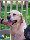 Coby