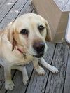 Coby