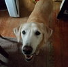 Roxy