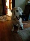 Roxy