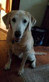Roxy