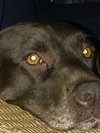 Cocoa