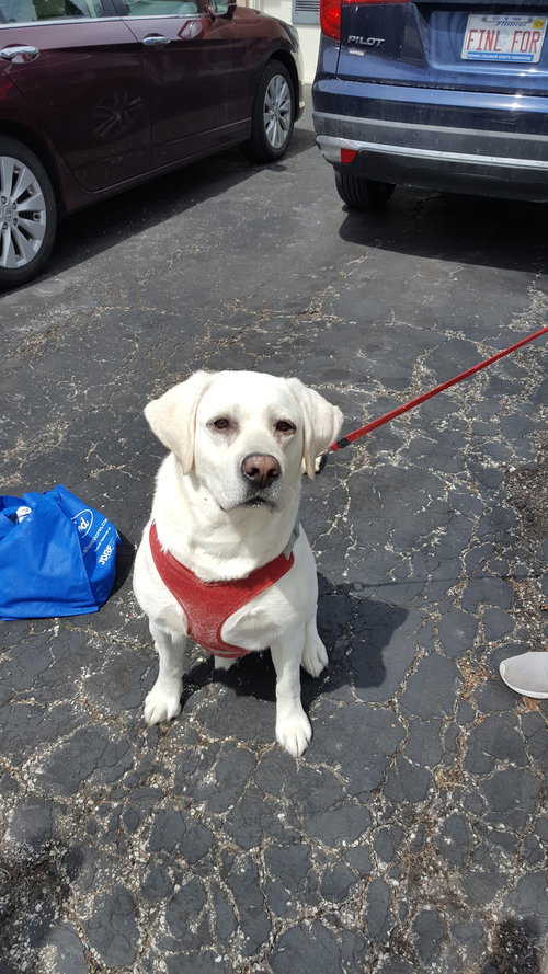 Cooper