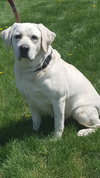Cooper