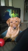 Meela