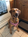 Meela