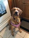 Meela