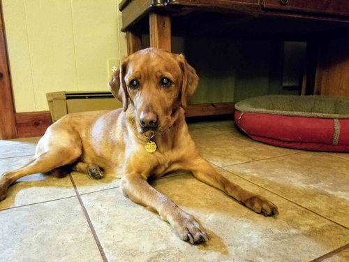 Meela